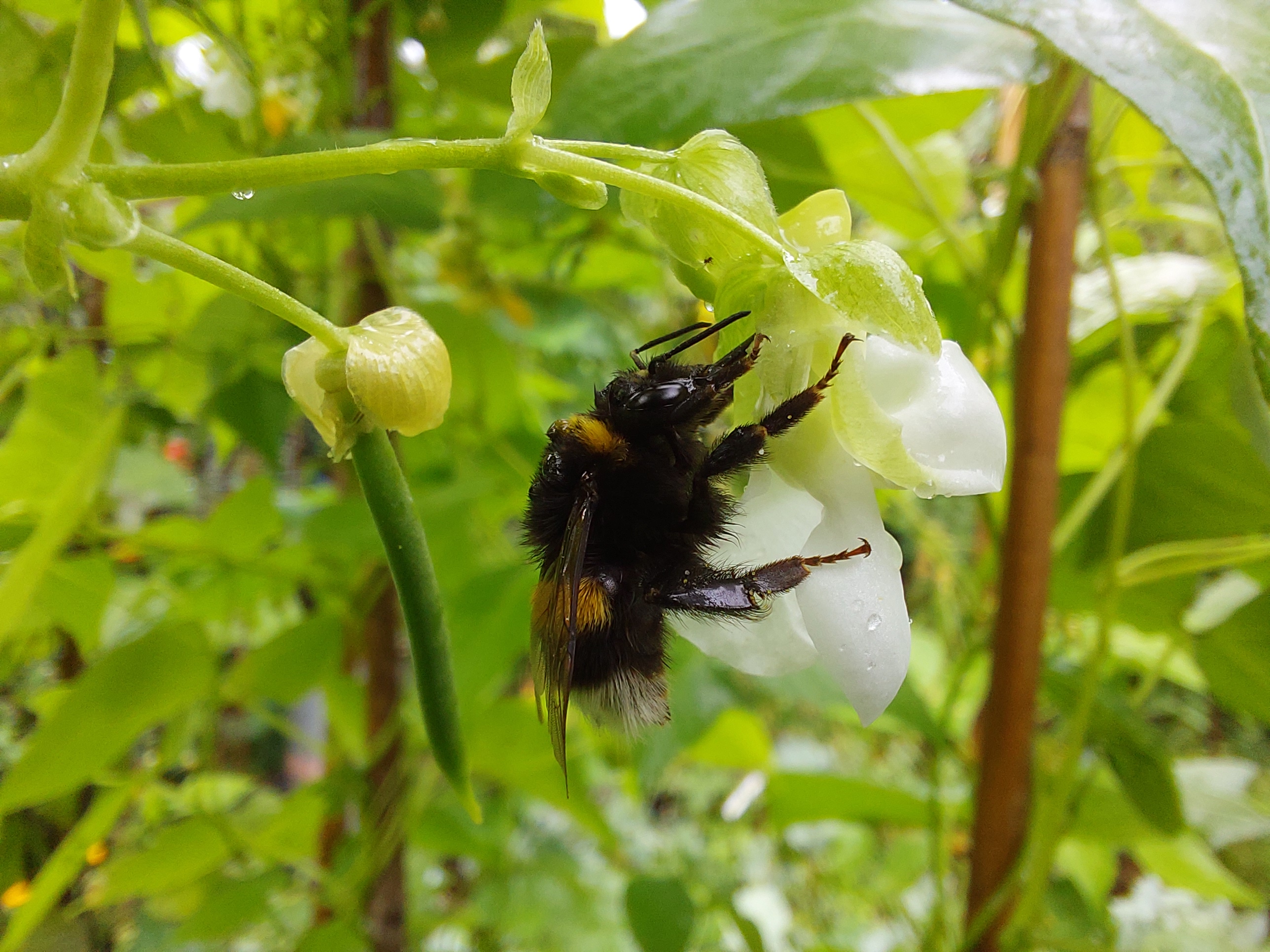 Citizen Science Experiment